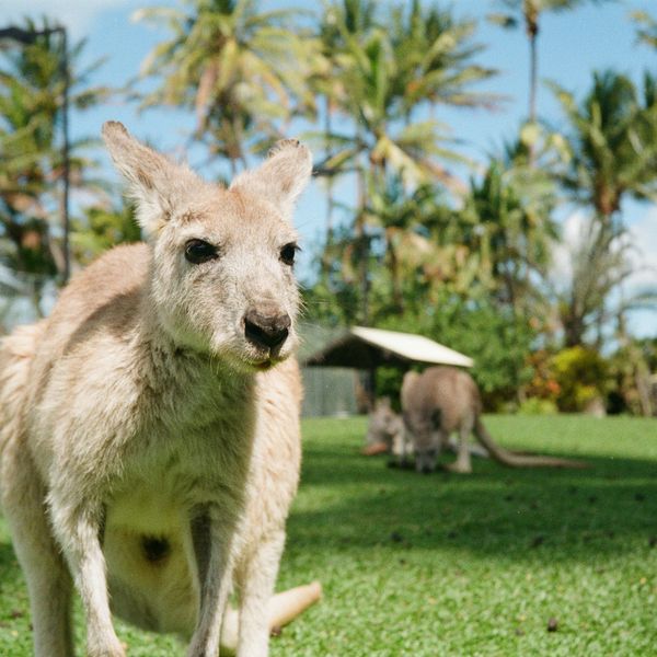 Petit kangourou curieux se tenant debout