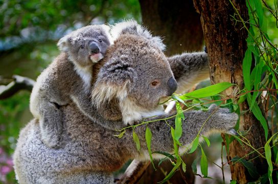 Koala portant son petit sur le dos parmi les eucalyptus