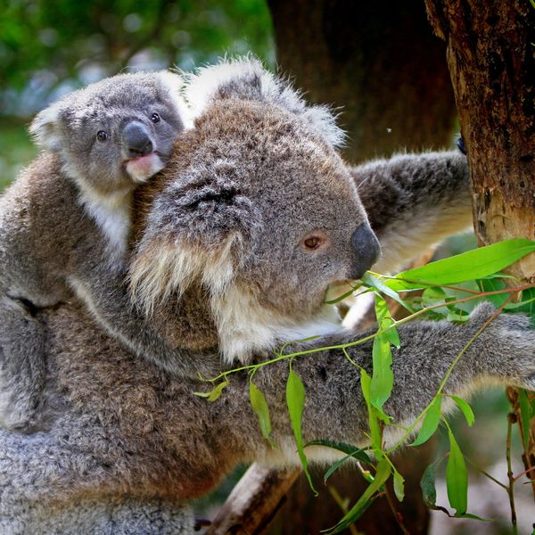 Koala portant son petit sur le dos parmi les eucalyptus