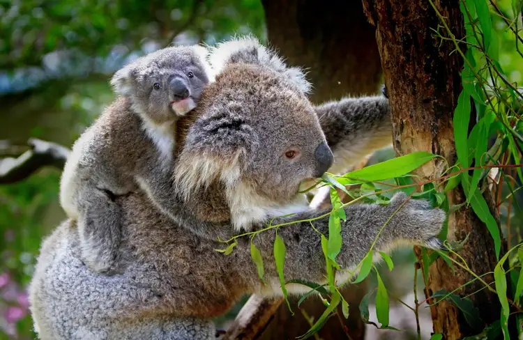 Koala portant son petit sur le dos parmi les eucalyptus