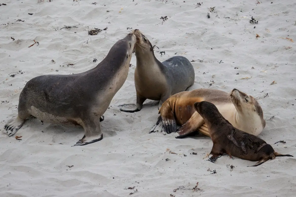 Groupe de lions de mer se reposant sur le sable blanc de Seal Bay sur Kangaroo Island