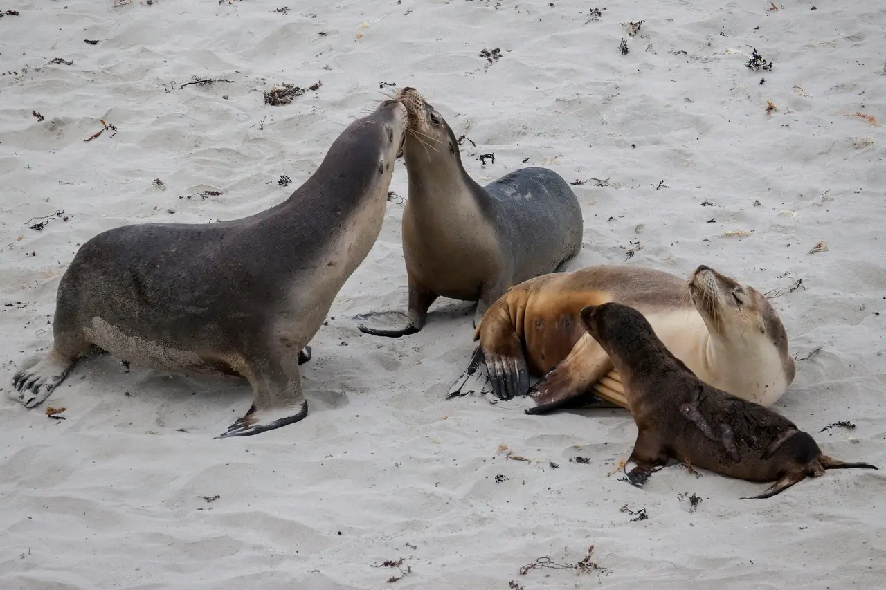 Groupe de lions de mer se reposant sur le sable blanc de Seal Bay sur Kangaroo Island