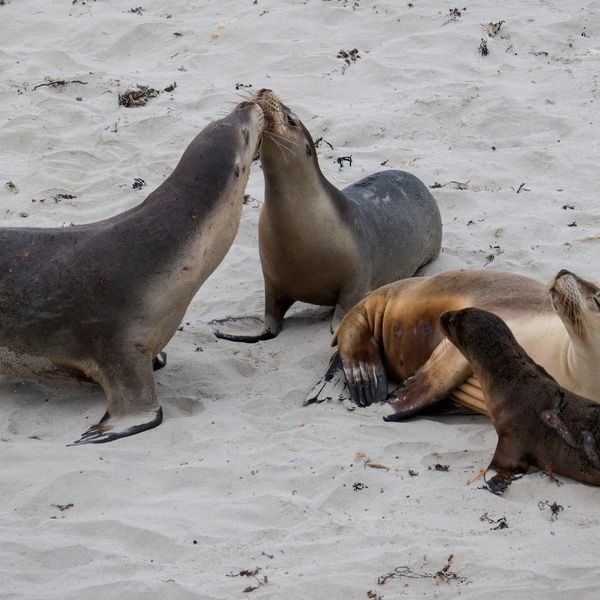Groupe de lions de mer se reposant sur le sable blanc de Seal Bay sur Kangaroo Island
