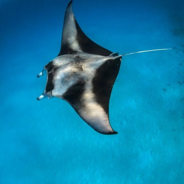 Begegnung mit einem Manta Rochen in Indonesien