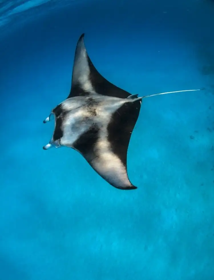 Begegnung mit einem Manta Rochen in Indonesien