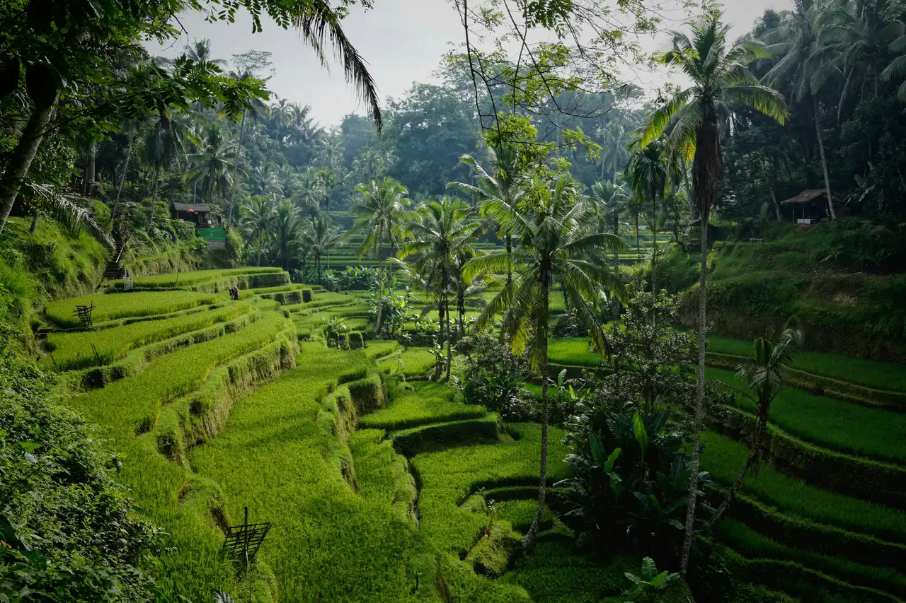 Voyage combiné Hong Kong Bali – Paysage spectaculaire de rizières en terrasses verdoyantes et cocotiers dans la jungle d'Ubud.