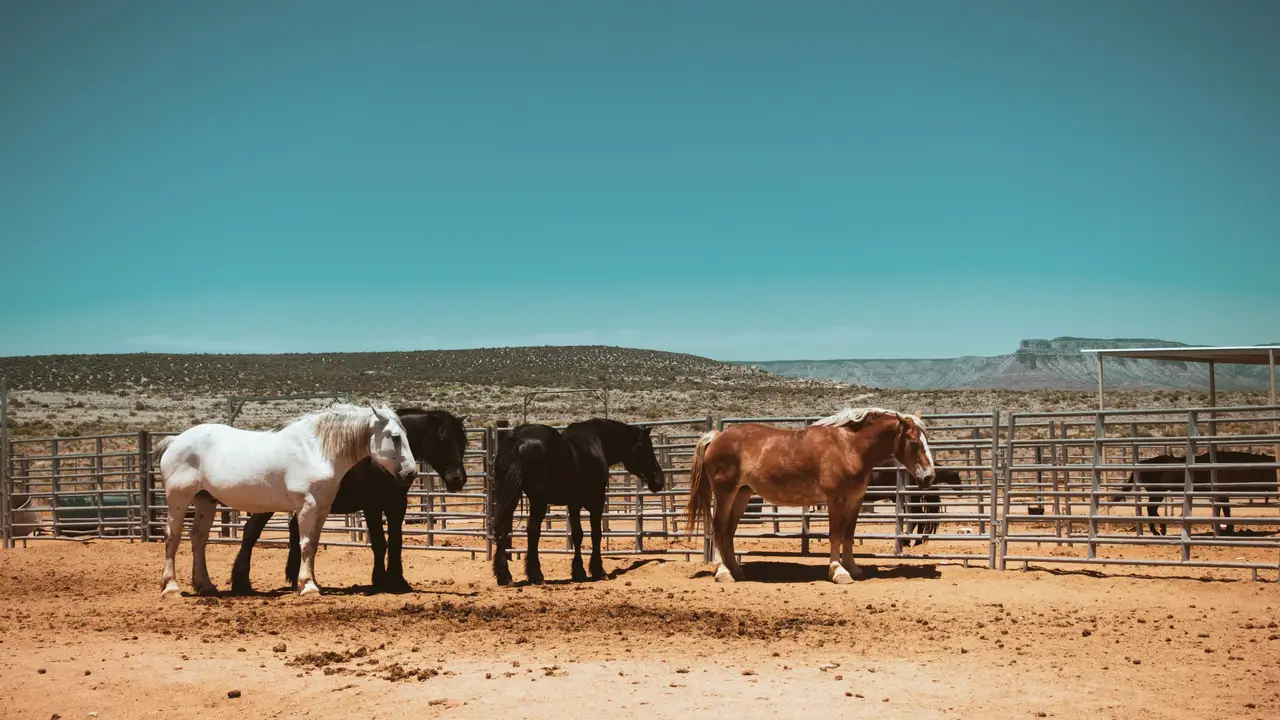 Plusieurs chevaux, dont un blanc, un brun foncé et un alezan, rassemblés près des clôtures d'un corral au cœur d'un ranch désertique sous un vaste ciel bleu à Yucca