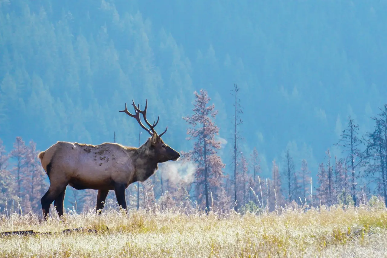 Wapiti majestueux aux bois imposants debout dans une clairière bordée d'une forêt de conifères dans le parc national de Jasper