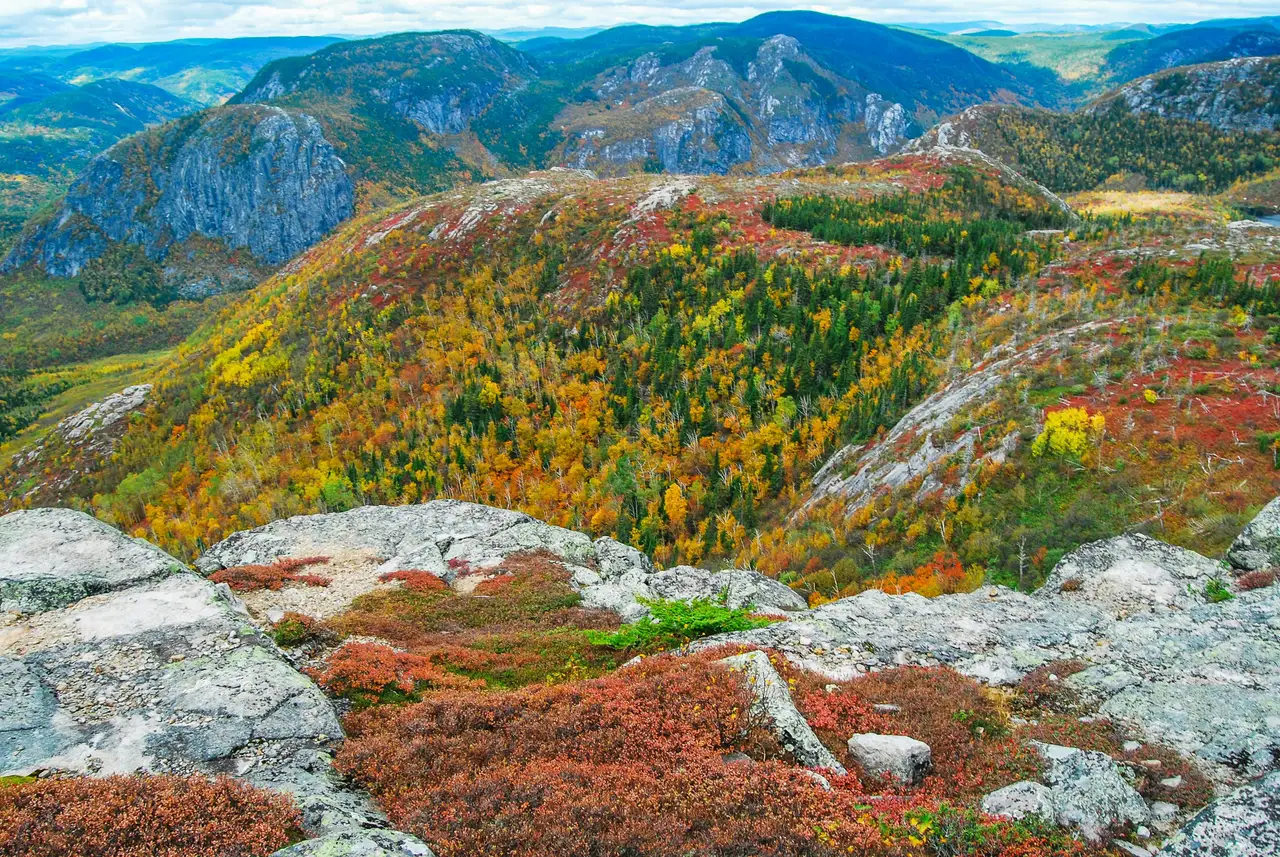 Paysage d'automne boréal au parc national des Grands-Jardins avec tapis de mousse, lichens et toundra alpine près de Baie-Saint-Paul