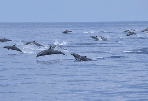 paysage-ocean-dauphins-sri-lanka