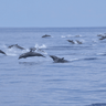 paysage-ocean-dauphins-sri-lanka