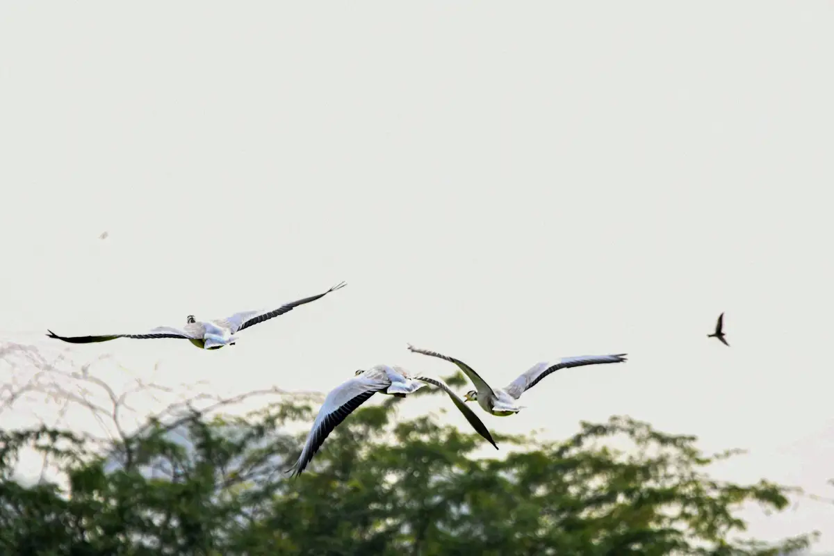 Oiseaux en plein vol migratoire au-dessus d'arbres