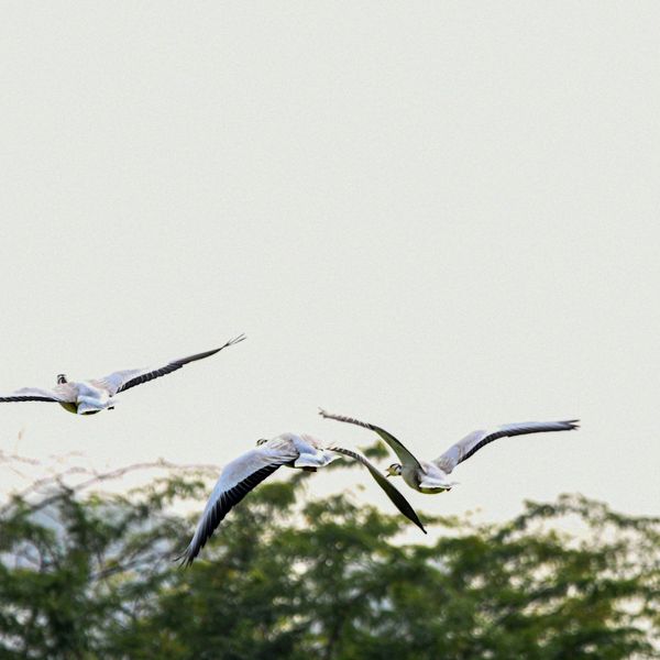 Oiseaux en plein vol migratoire au-dessus d'arbres