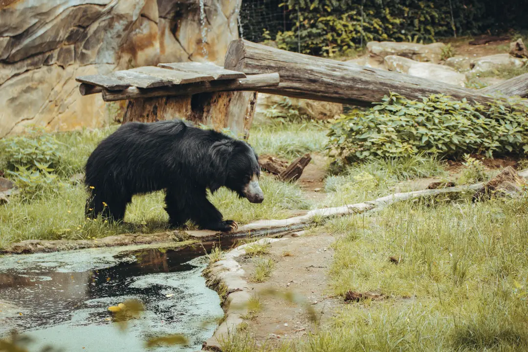 ours lippu_unsplash.jpg