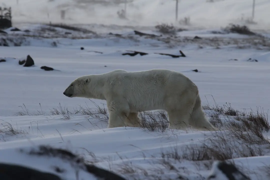 Ours polaire marchant dans la neige à Churchill, au Manitoba