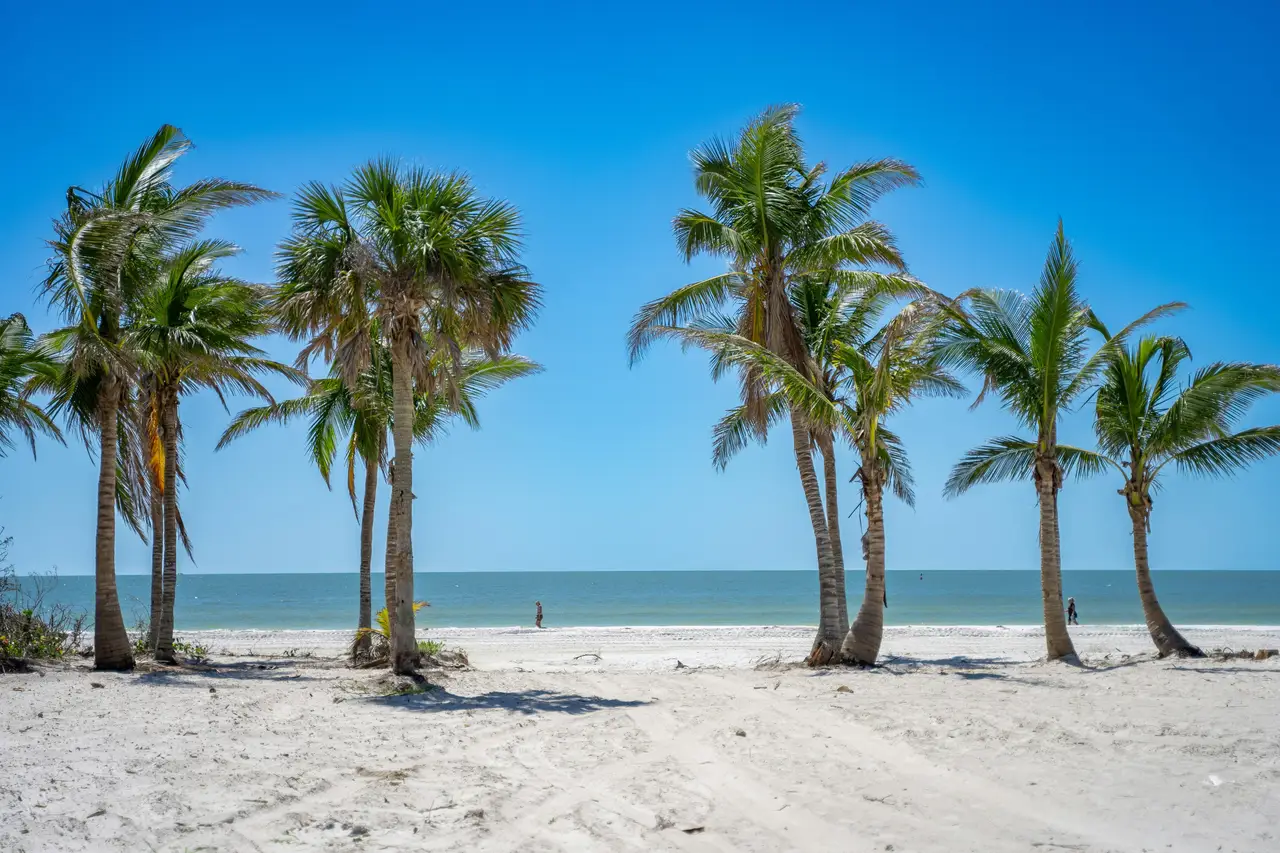 Rangée de palmiers tropicaux sur une plage de sable blanc bordée par la mer sous un ciel bleu à Naples en Floride