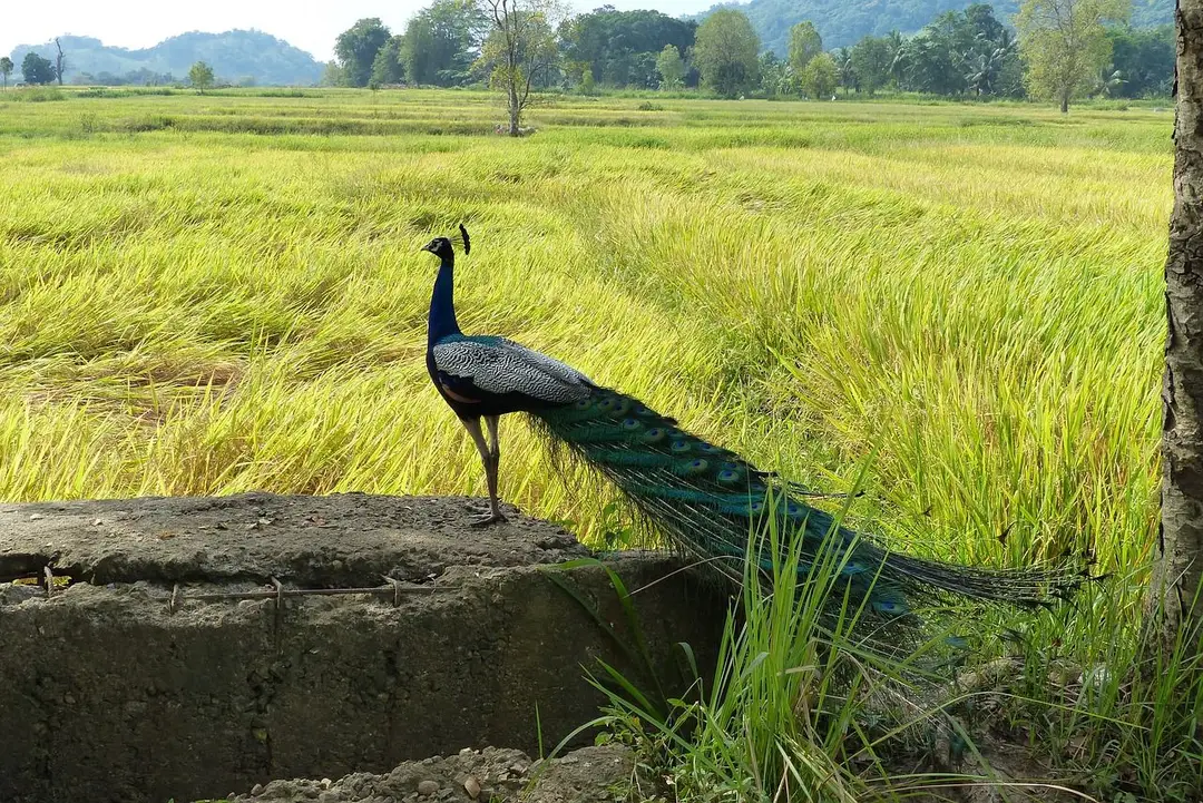 peacock-4864733_1280.jpg