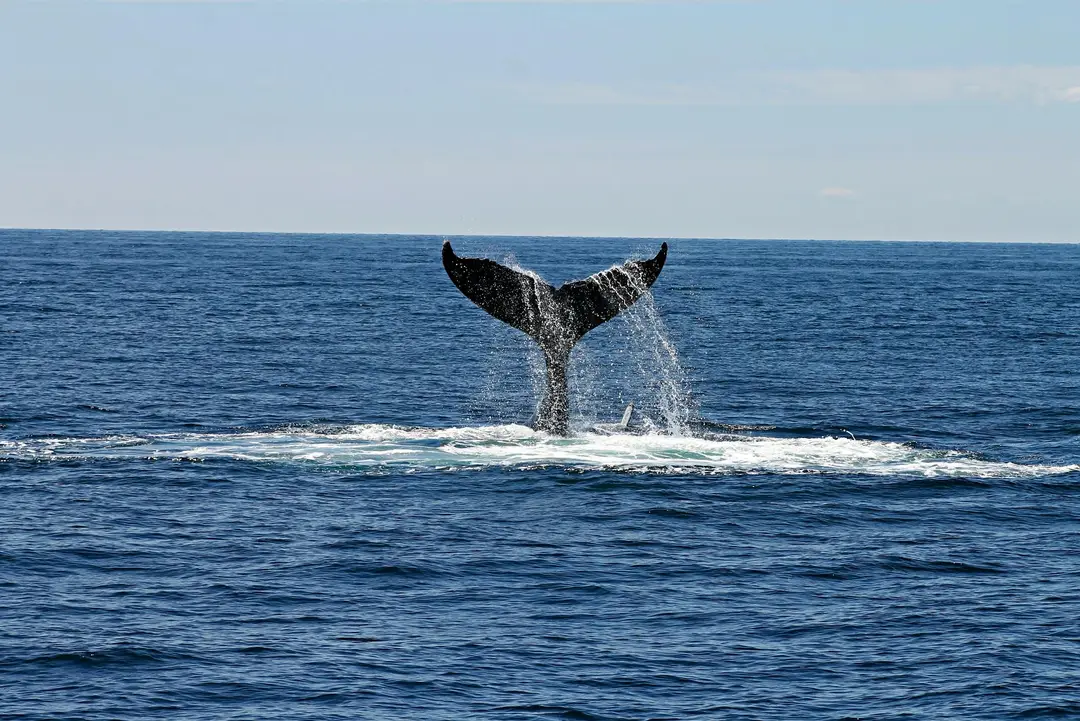 pexels-Sri Lanka whale ocean tail.jpg