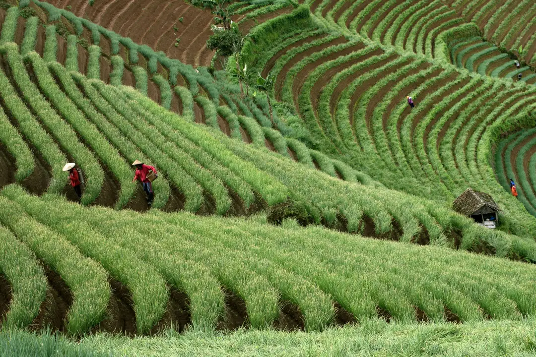Bali hors des sentiers battus – Agriculteurs travaillant dans les immenses rizières en terrasses verdoyantes de Jatiluwih.