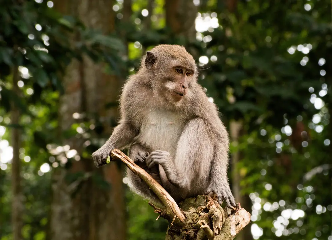 Les macaques, très présents à Bali