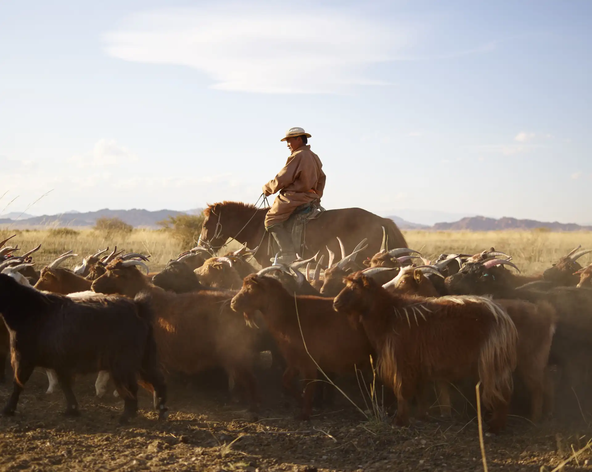 Le cachemire en Mongolie – Éleveur nomade à cheval guidant son troupeau de chèvres à cachemire dans la steppe.