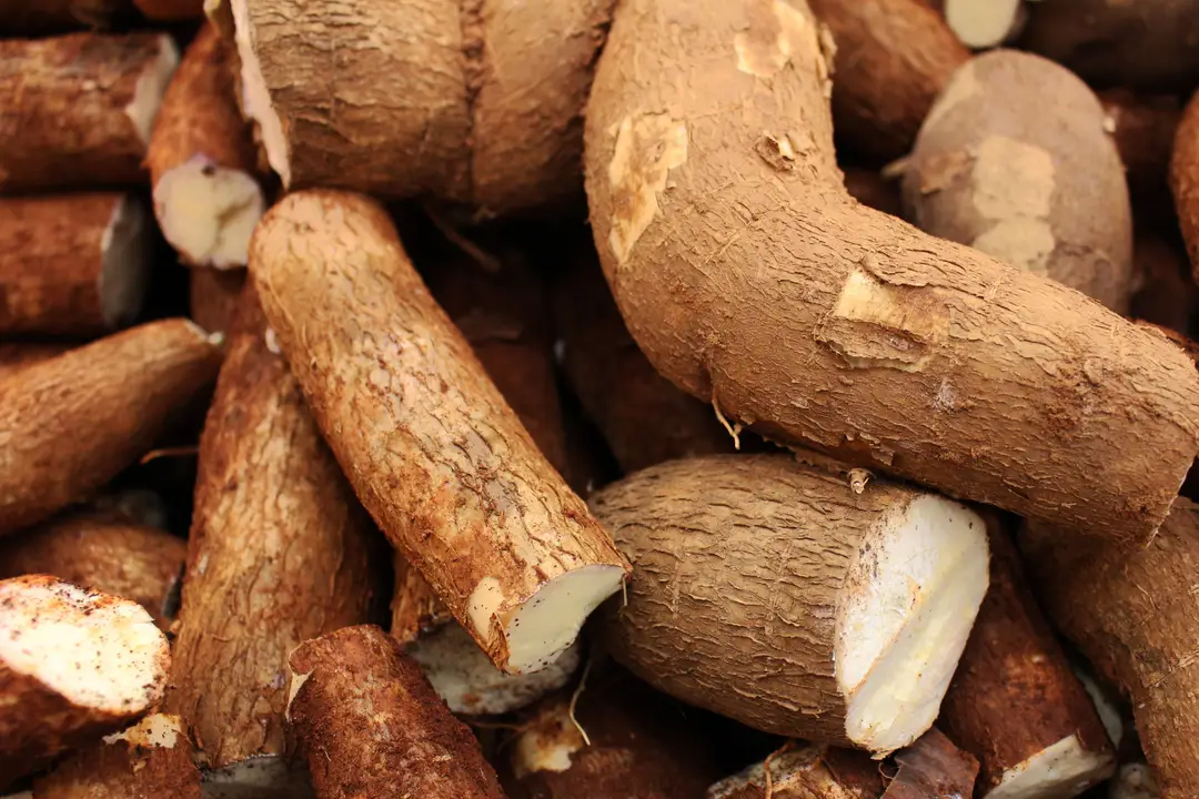 Manioc frais