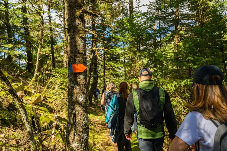 Groupe de randonneurs équipés de sacs à dos marchant sur un sentier boisé balisé en forêt de Mauricie