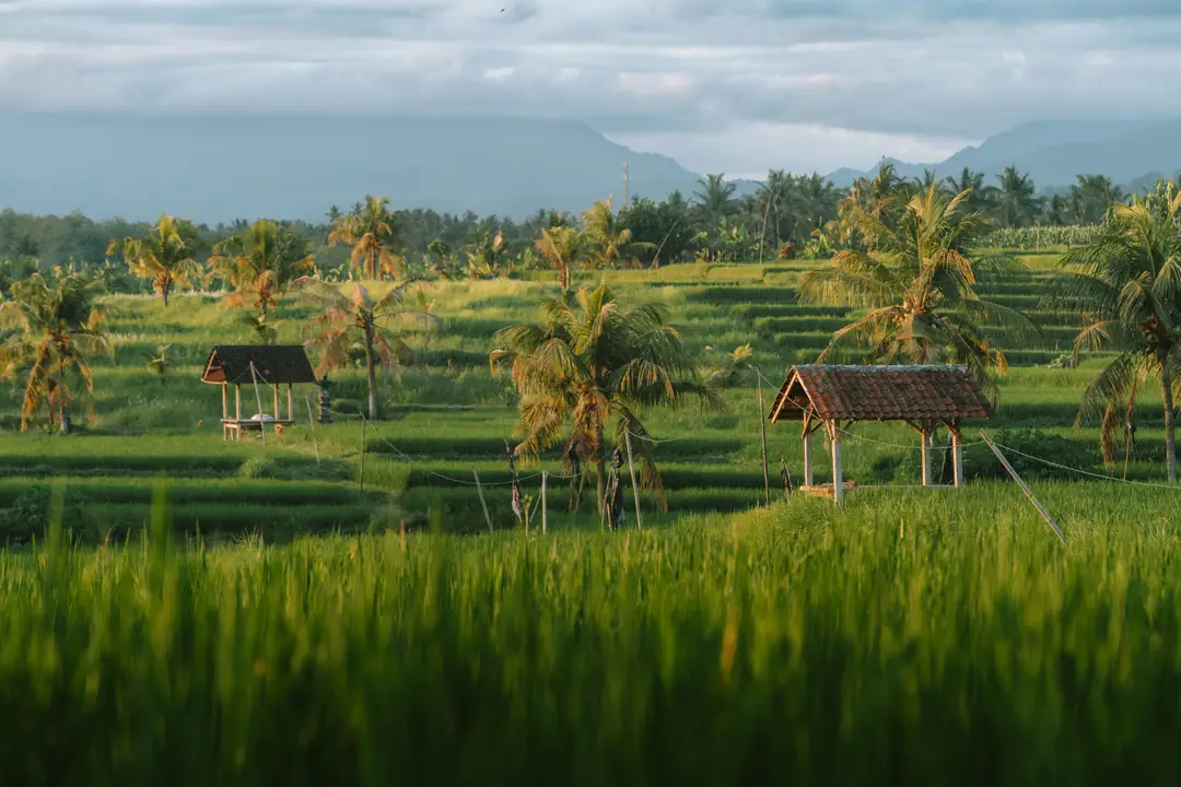 Voyage en Asie – Paysage matinal des rizières en terrasses de Tegalalang à Ubud parsemées de cabanes traditionnelles en bois et de palmiers à Bali en Indonésie.