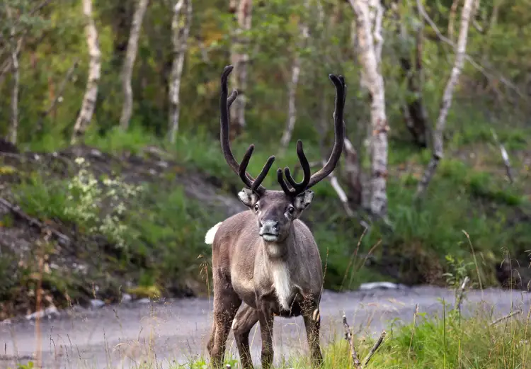 Renne ou caribou aux grands bois dressés se tenant au bord d'un sous-bois de bouleaux dans le parc national de Denali
