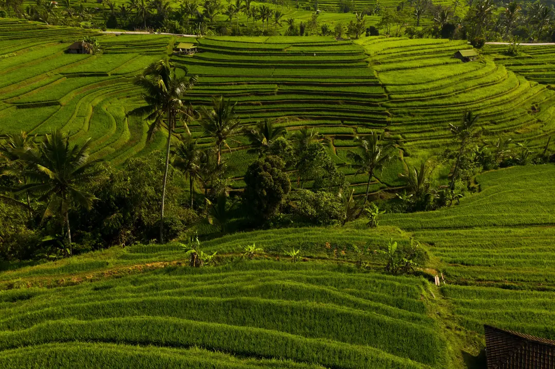 Voyage en Asie – Les immenses et magnifiques rizières en terrasses verdoyantes de Jatiluwih parsemées de palmiers à Bali en Indonésie.