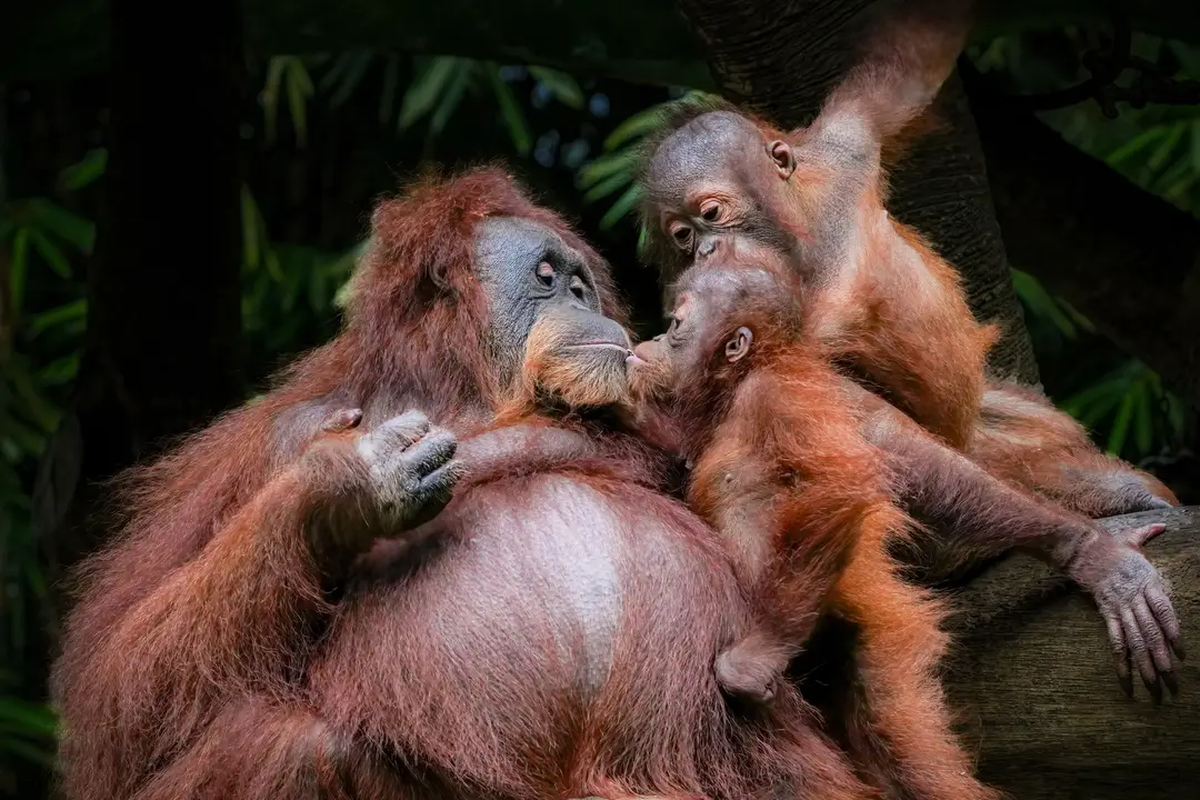 Voyage en Indonésie – Une maman orang-outan de Sumatra et ses deux petits se serrant tendrement les uns contre les autres dans la forêt tropicale de Bukit Lawang.