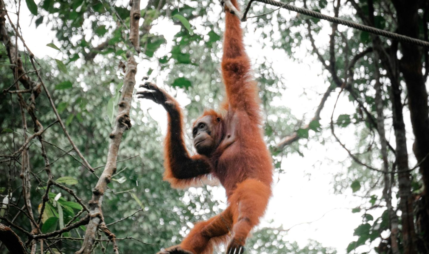 Travel in Asia - An orangutan hanging from a vine suspended between trees in the jungles of Borneo