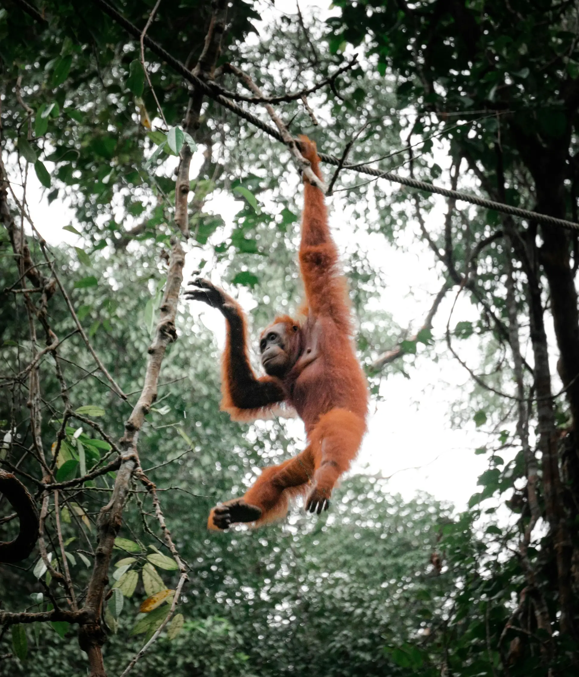 Travel in Asia - An orangutan hanging from a vine suspended between trees in the jungles of Borneo