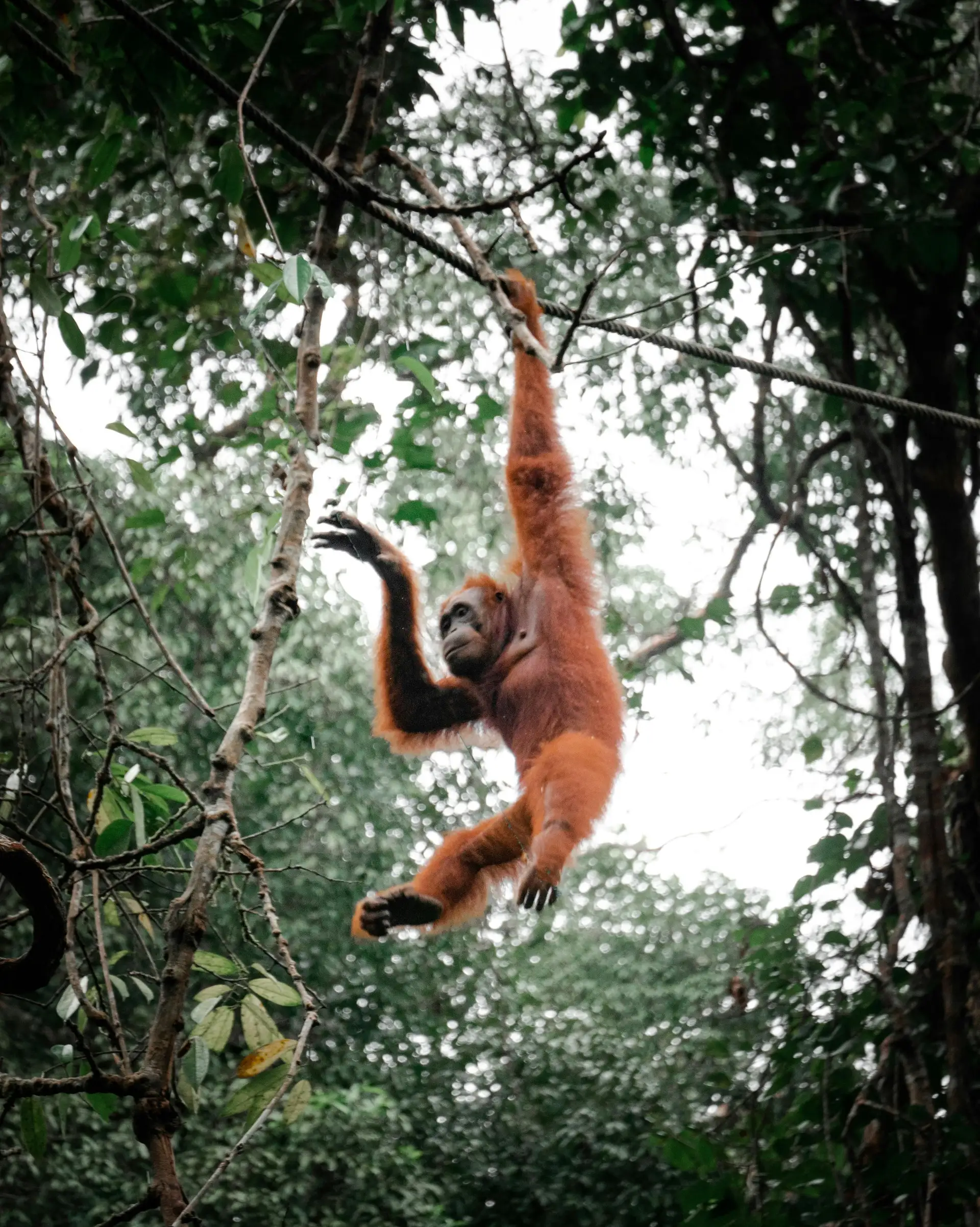 Travel in Asia - An orangutan hanging from a vine suspended between trees in the jungles of Borneo