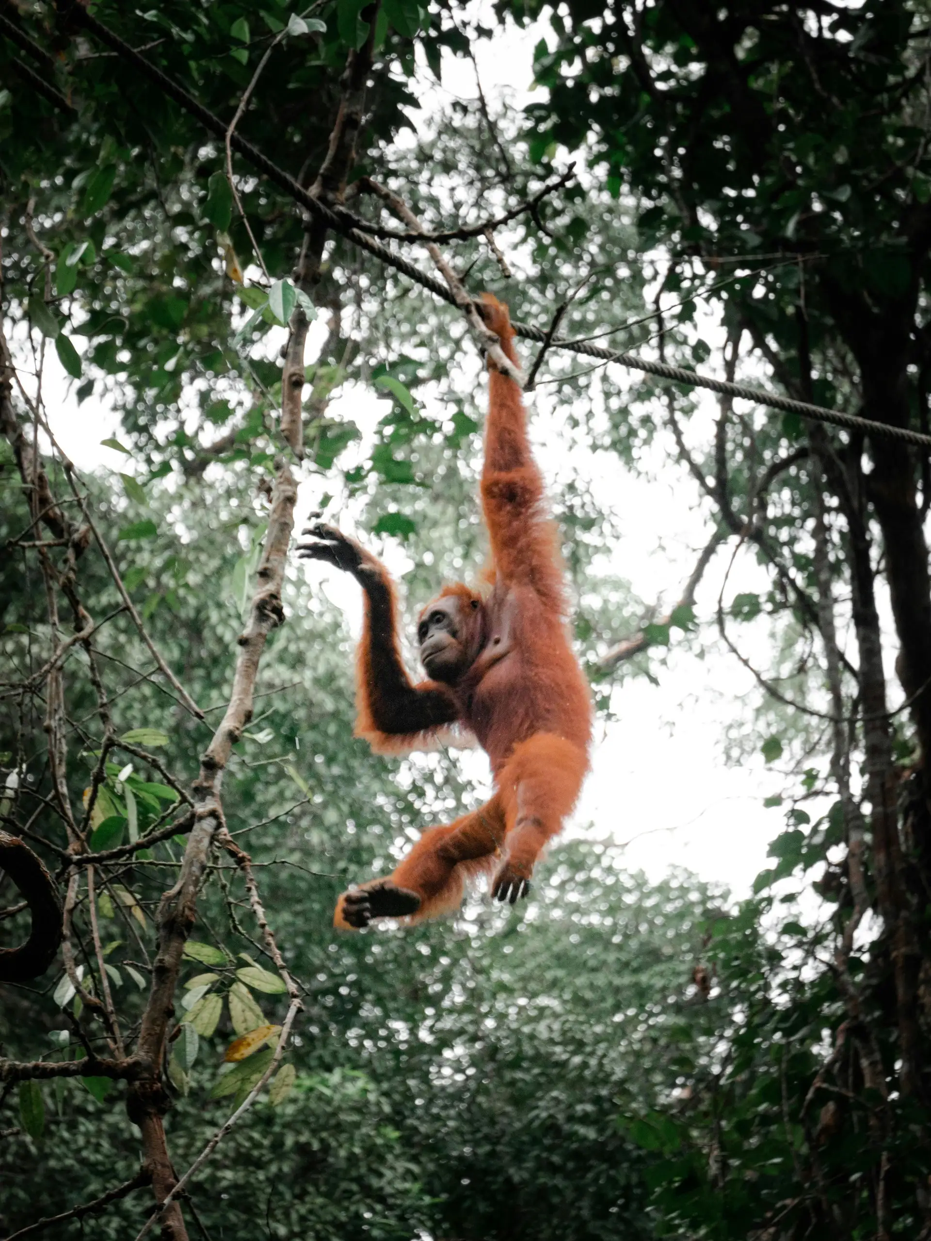 Travel in Asia - An orangutan hanging from a vine suspended between trees in the jungles of Borneo