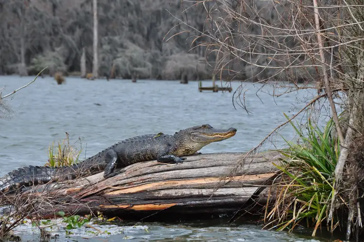 Alligator se reposant sur un tronc d'arbre couché au bord de l'eau dans un bayou marécageux en pays cajun