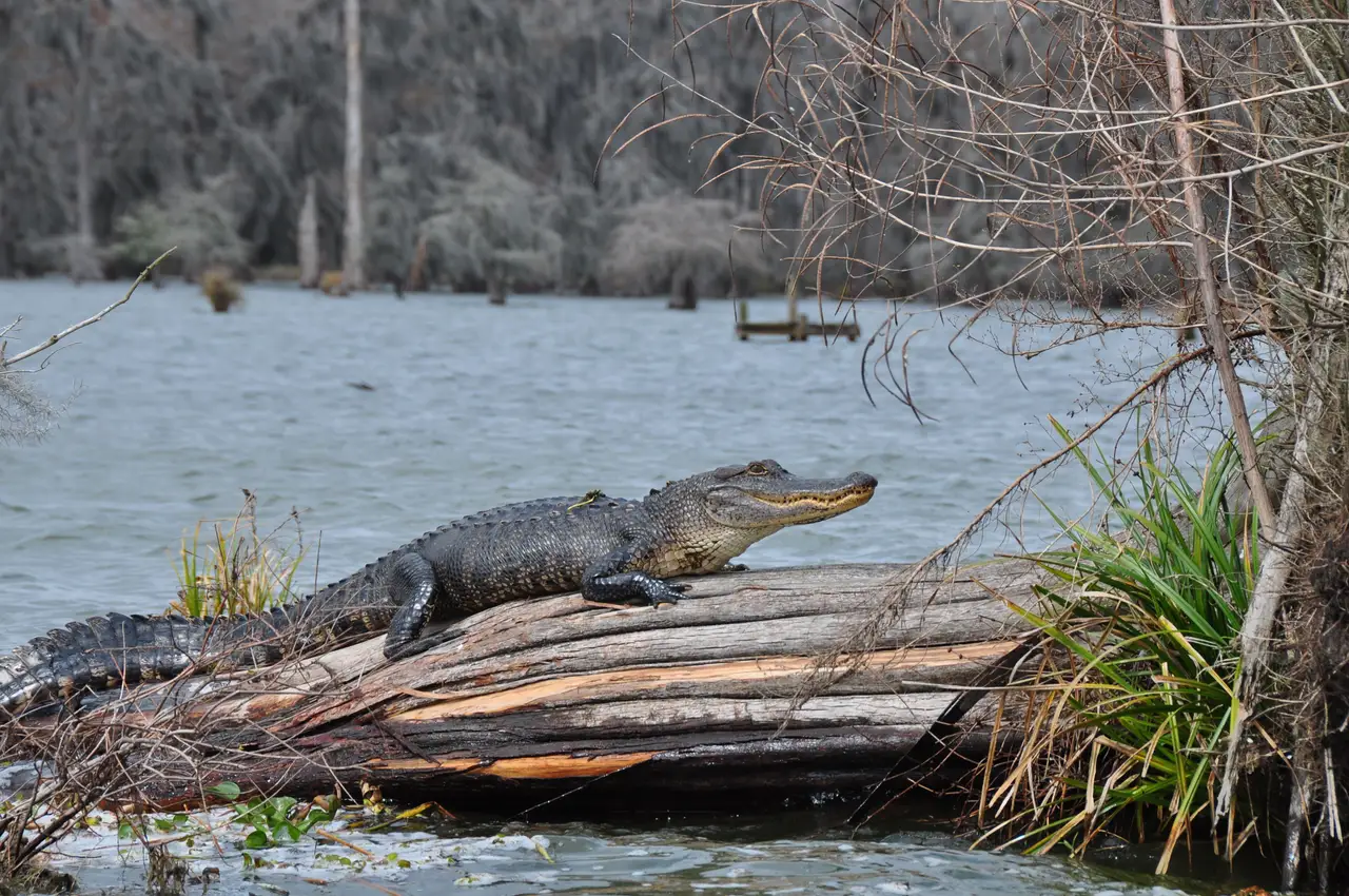 Alligator se reposant sur un tronc d'arbre couché au bord de l'eau dans un bayou marécageux en pays cajun