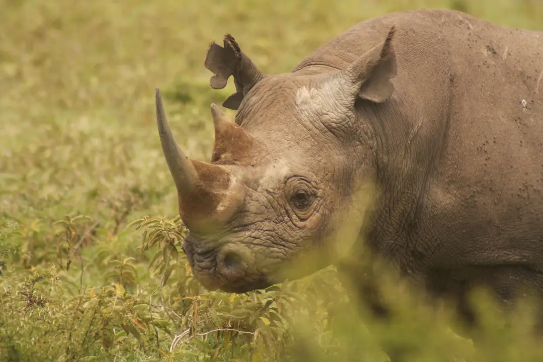 Voyage à Java – Gros plan sur un rhinocéros, illustrant la faune sauvage et le rarissime rhinocéros de Java protégé dans le parc national d'Ujung Kulon.