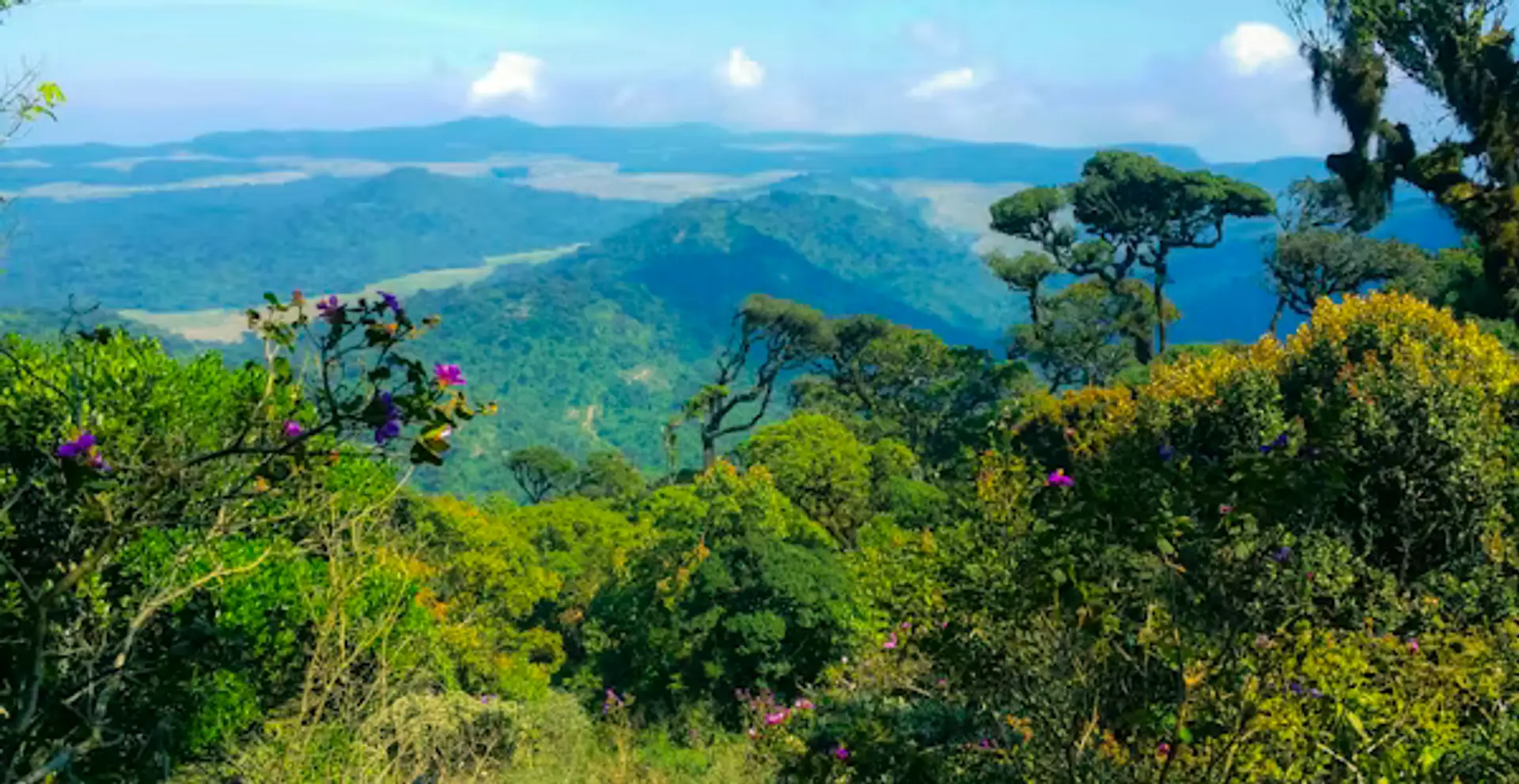 Panorama sur la jungle tropicale et les montagnes verdoyantes du centre du Sri Lanka
