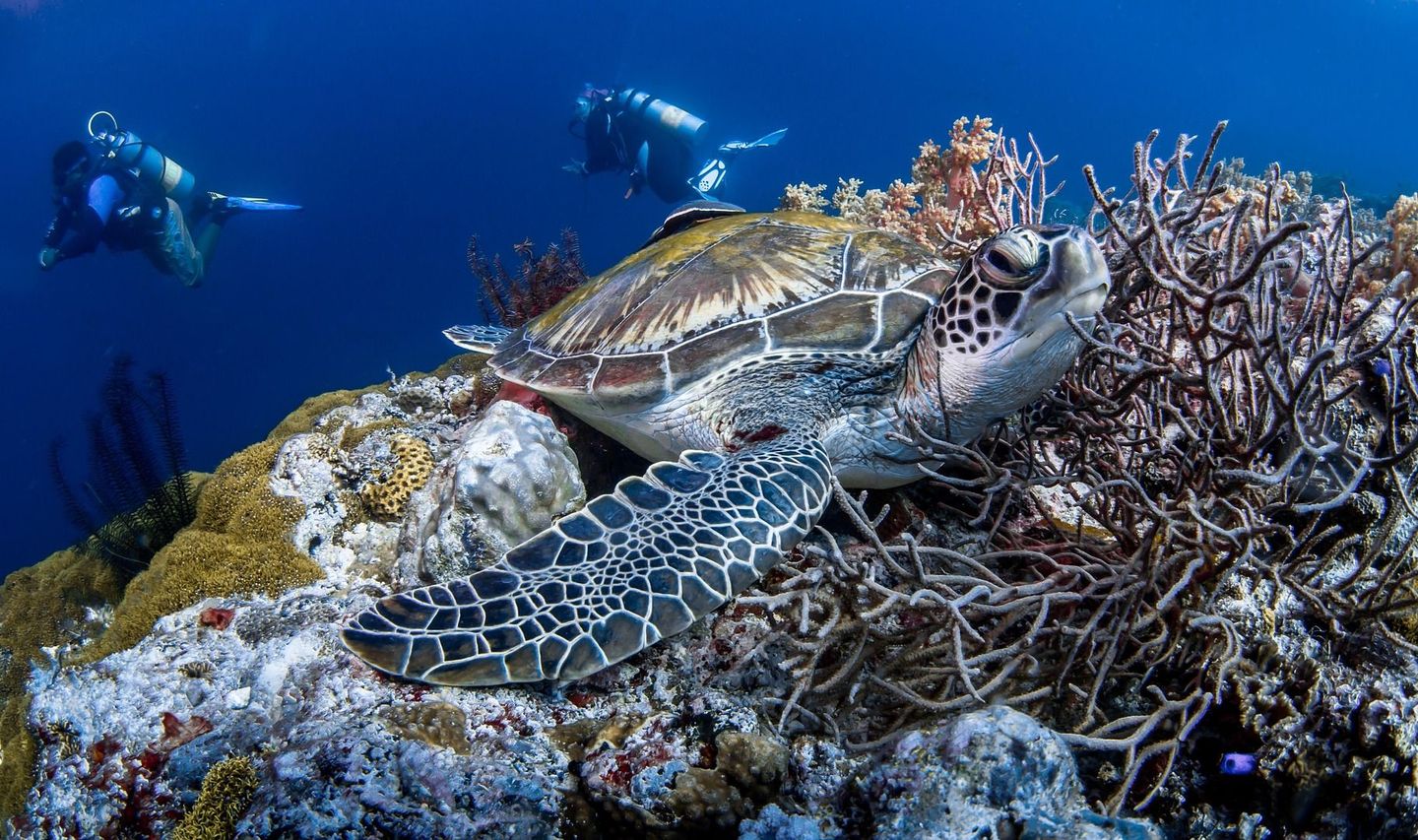 Travel in the Philippines — Sea turtle swimming above a vibrant coral reef in the Apo Island Marine Sanctuary, viewed by scuba divers.
