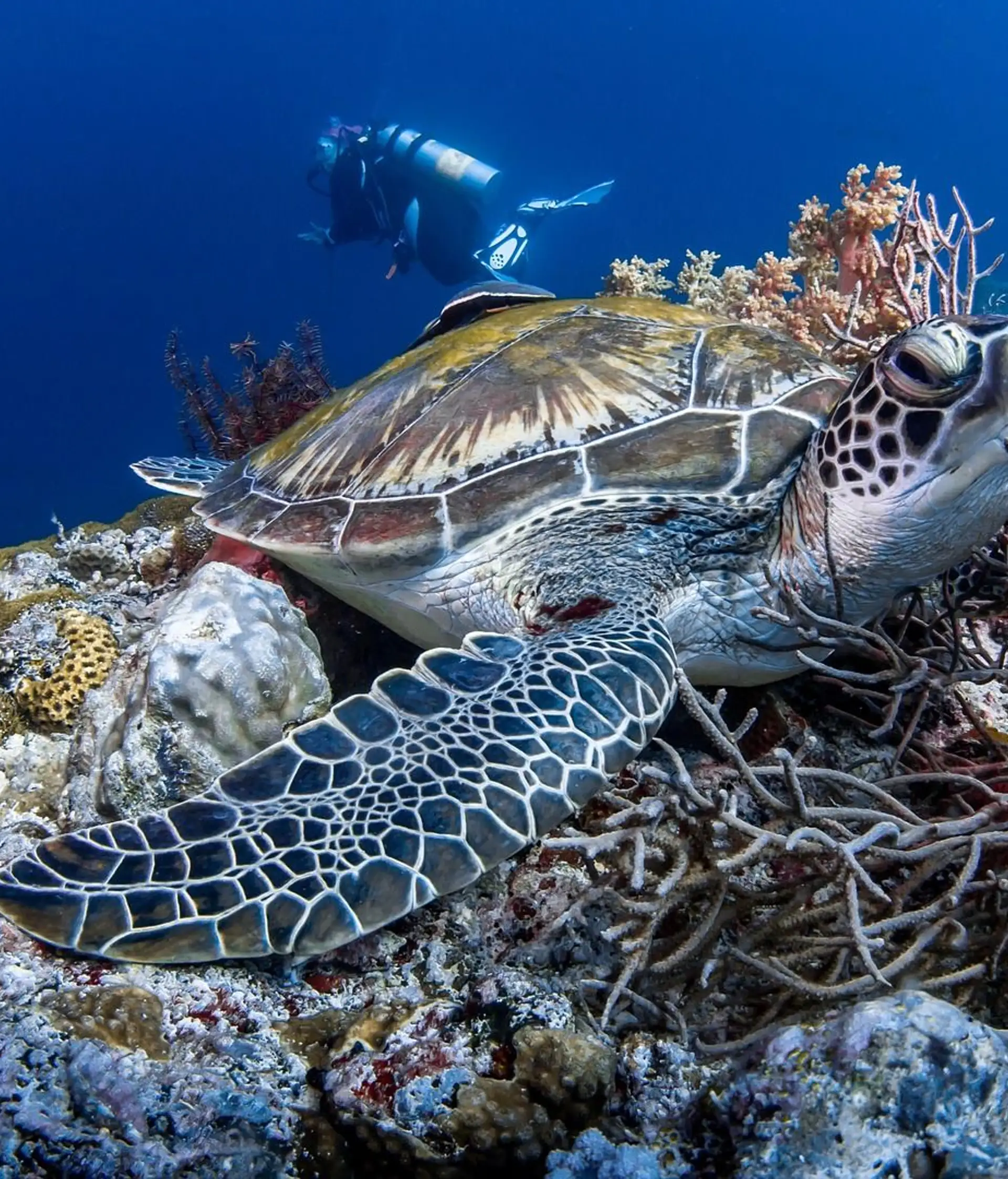 Travel in the Philippines — Sea turtle swimming above a vibrant coral reef in the Apo Island Marine Sanctuary, viewed by scuba divers.