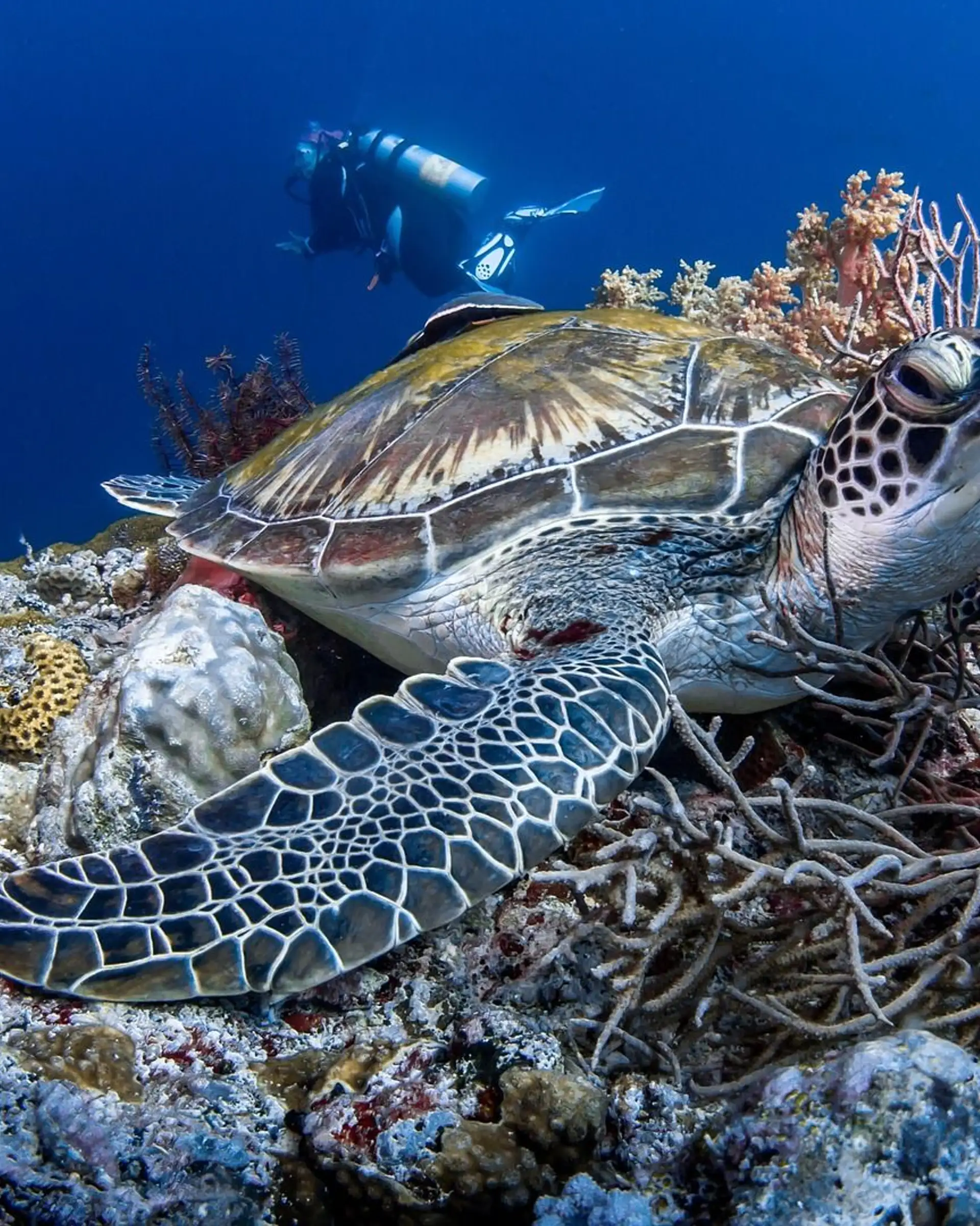 Travel in the Philippines — Sea turtle swimming above a vibrant coral reef in the Apo Island Marine Sanctuary, viewed by scuba divers.