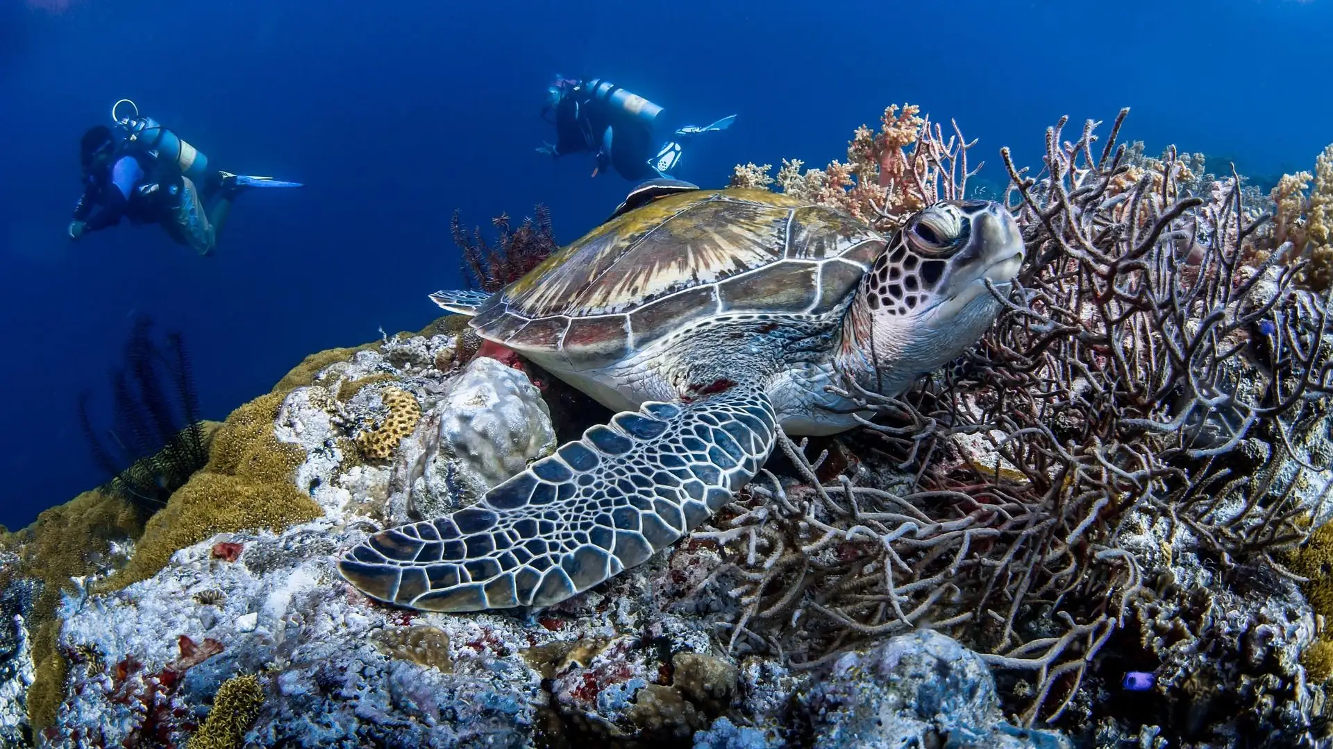 Travel in the Philippines — Sea turtle swimming above a vibrant coral reef in the Apo Island Marine Sanctuary, viewed by scuba divers.