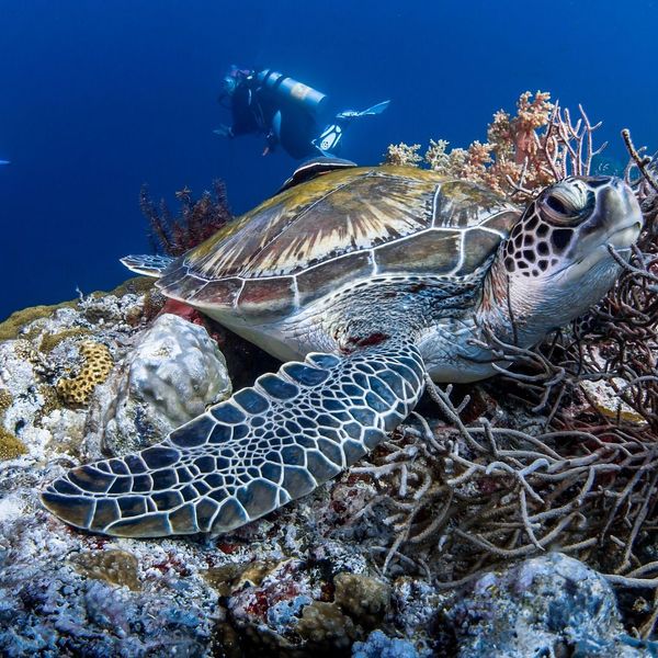 Travel in the Philippines — Sea turtle swimming above a vibrant coral reef in the Apo Island Marine Sanctuary, viewed by scuba divers.