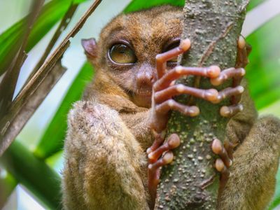 Les animaux aux Philippines