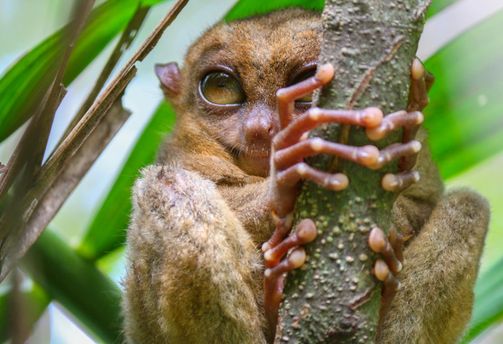 Travel in the Philippines — Close-up of the small, endemic Philippine Tarsier clinging to a branch in its natural habitat in Bohol.