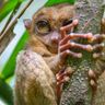 Travel in the Philippines — Close-up of the small, endemic Philippine Tarsier clinging to a branch in its natural habitat in Bohol.