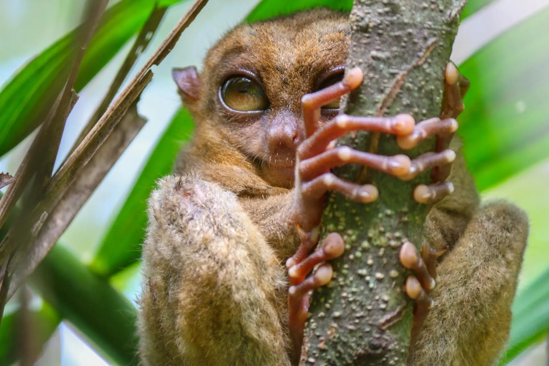 Travel in the Philippines — Close-up of the small, endemic Philippine Tarsier clinging to a branch in its natural habitat in Bohol.