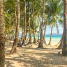 Travel in the Philippines — A quiet, sunny stretch of Boracay's white sand beach framed by rows of palm trees, offering shade and a view of the turquoise ocean.