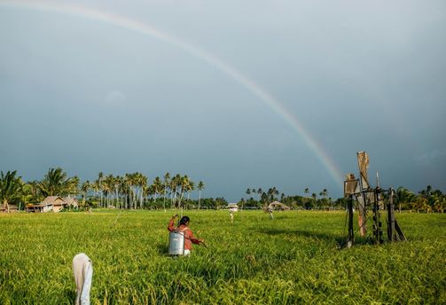 Travel in the Philippines — Lush rice paddies in a tropical farming area, with a worker tending the crops beneath a vibrant full rainbow.